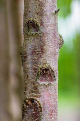 Prunus avium 'Plena' haute-tige 18/20
