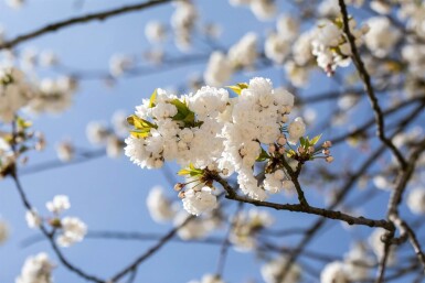 Prunus avium 'Plena' haute-tige 18/20