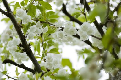 Prunus avium 'Plena' haute-tige 18/20