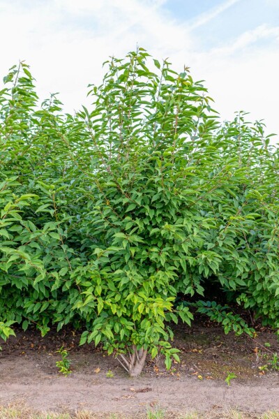 Prunus avium 'Plena' cépée 200-250