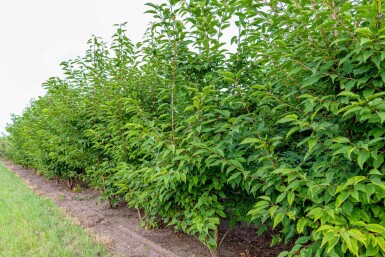 Prunus avium 'Plena' cépée 200-250