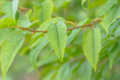 Prunus avium 'Plena' cépée 200-250