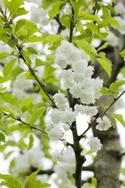 Prunus avium 'Plena' cépée 200-250
