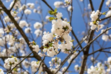 Prunus avium 'Plena' cépée 200-250