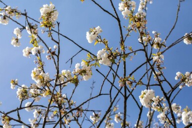 Prunus avium 'Plena' cépée 200-250