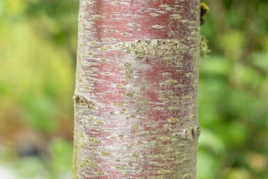 Prunus avium 'Plena' cépée 200-250