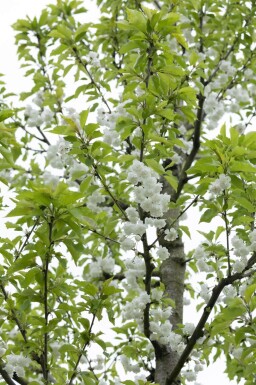 Prunus avium 'Plena' cépée 200-250