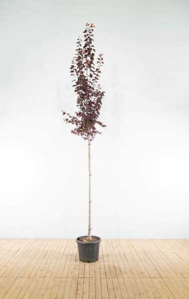 Prunus cerasifera 'Nigra' haute-tige 8/10