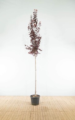 Prunus cerasifera 'Nigra' haute-tige