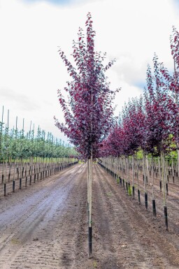 Prunus cerasifera 'Nigra' haute-tige
