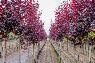 Prunus cerasifera 'Nigra' haute-tige 8/10