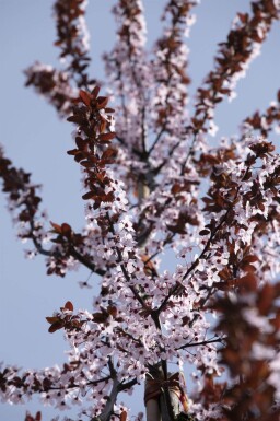 Prunus cerasifera 'Nigra' haute-tige 8/10