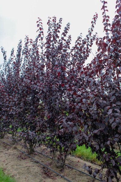 Prunus cerasifera 'Nigra' cépée 175-200