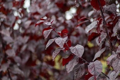 Prunus cerasifera 'Nigra' cépée 175-200