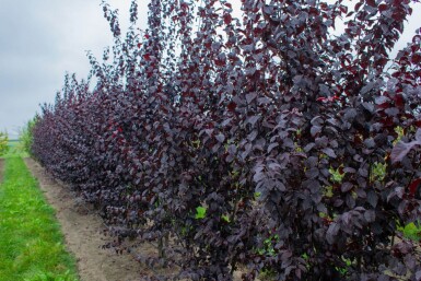 Prunus cerasifera 'Nigra' cépée 175-200