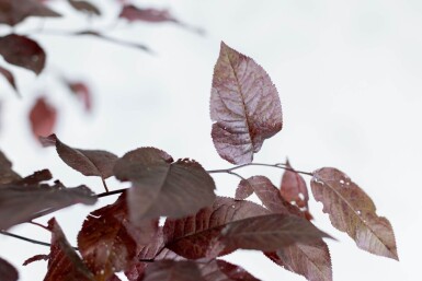 Prunus cerasifera 'Nigra' cépée 175-200