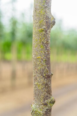 Prunus cerasifera 'Nigra' cépée 175-200