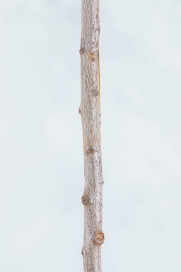 Prunus cerasifera 'Nigra' cépée 175-200