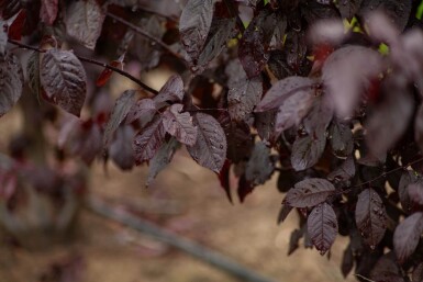 Prunus cerasifera 'Nigra' cépée 175-200