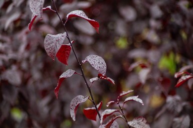 Prunus cerasifera 'Nigra' cépée 175-200