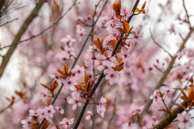 Prunus cerasifera 'Nigra' espalier