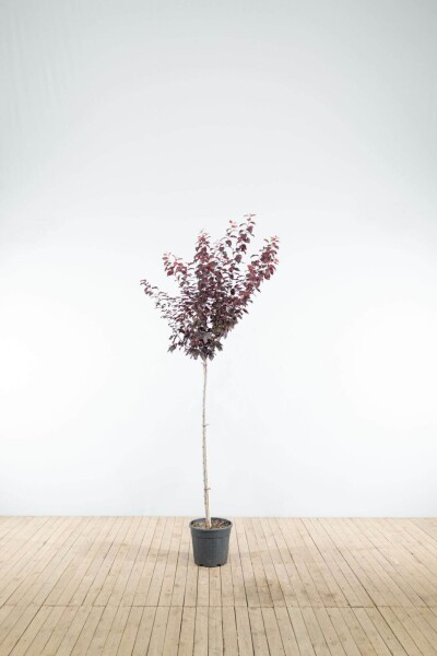 Prunus cerasifera 'Nigra' demi-tige 150cm tronc