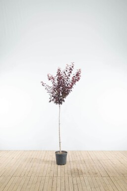 Prunus cerasifera 'Nigra' demi-tige