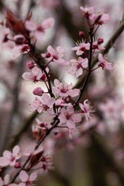 Prunus cerasifera 'Nigra' demi-tige 150cm tronc