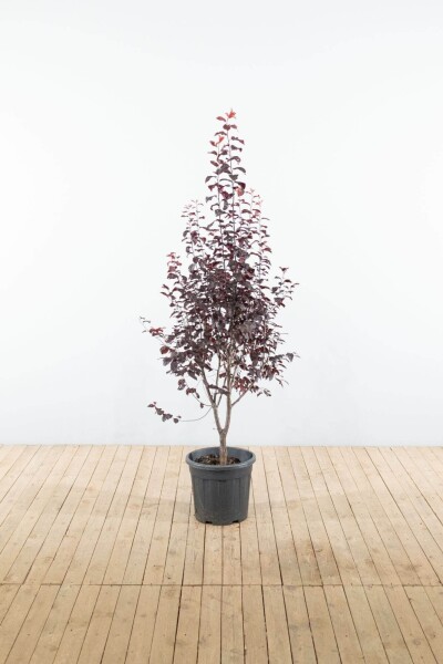 Prunus cerasifera 'Nigra' touffe 100-125