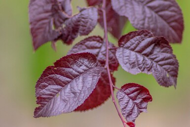 Prunus cerasifera 'Nigra' touffe 100-125