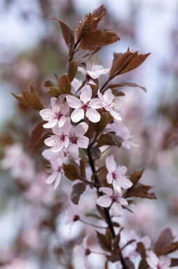 Prunus cerasifera 'Nigra' touffe 100-125