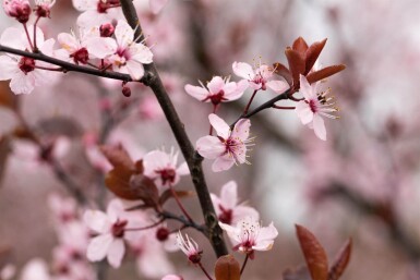 Prunus cerasifera 'Nigra' touffe 100-125