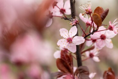 Prunus cerasifera 'Nigra' touffe 100-125