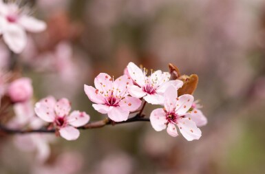 Prunus cerasifera 'Nigra' touffe 100-125