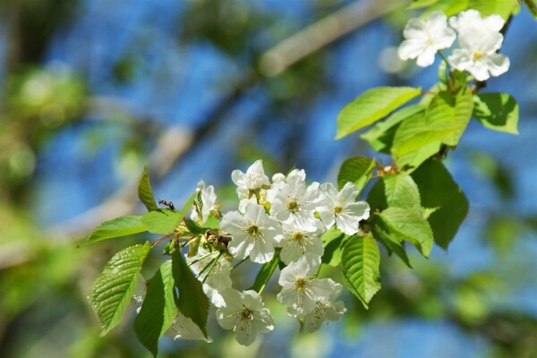 Prunus cerasus haute-tige