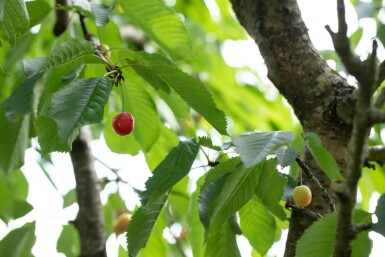 Prunus cerasus haute-tige