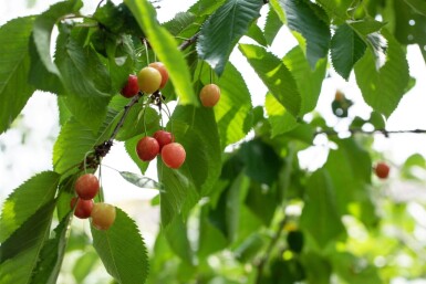 Prunus cerasus haute-tige