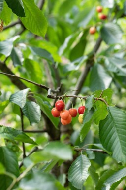 Prunus cerasus haute-tige