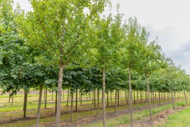 Prunus domestica 'Opal' haute-tige
