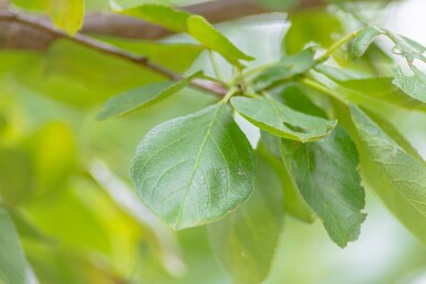 Prunus domestica 'Opal' haute-tige 10/12
