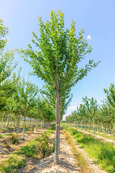 Prunus domestica 'Hauszwetsche' haute-tige 10/12