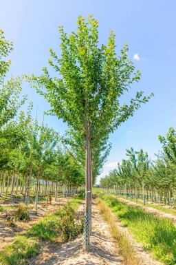 Prunus domestica 'Hauszwetsche' haute-tige 10/12