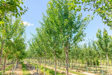 Prunus domestica 'Hauszwetsche' haute-tige 10/12