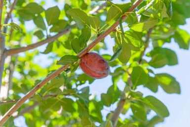 Prunus domestica 'Hauszwetsche' haute-tige 10/12