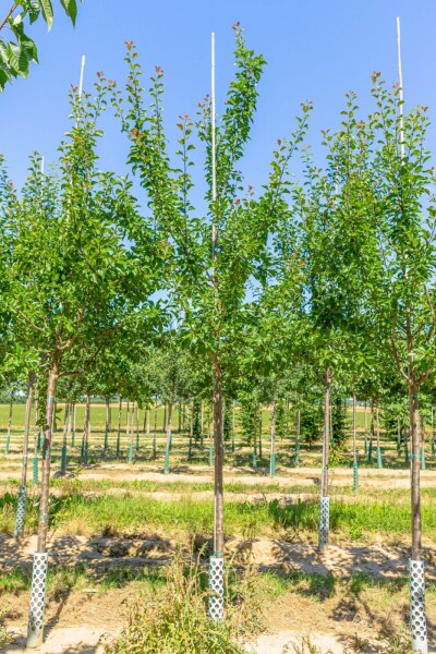 Prunus domestica 'Reine Claude Verte' haute-tige 12/14