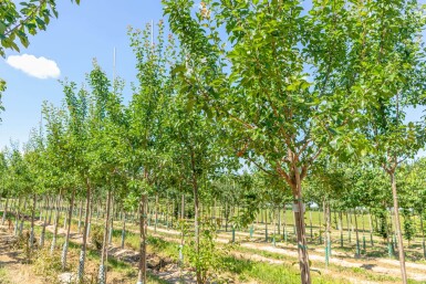 Prunus domestica 'Reine Claude Verte' haute-tige 12/14