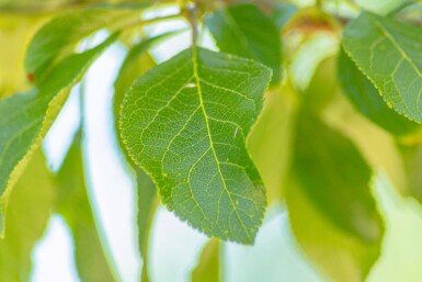 Prunus domestica 'Reine Claude Verte' haute-tige 12/14