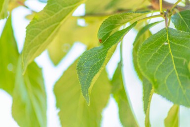 Prunus domestica 'Reine Claude Verte' haute-tige 12/14