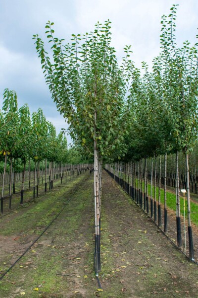 Prunus dulcis haute-tige 18/20