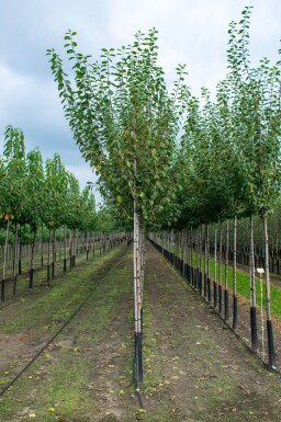 Prunus dulcis haute-tige 18/20